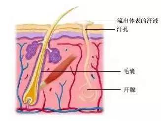 韩后植发活动三重大礼狂欢担心植发后头发还会掉落