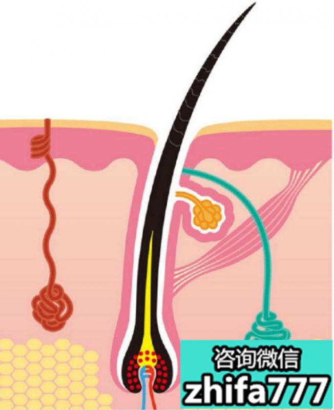 在植发前一定要了解的常识