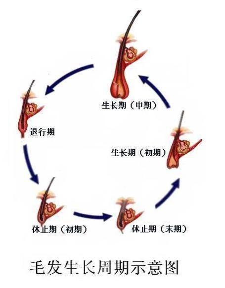 植发一个月，头发疯狂掉落，原因竟是TA！