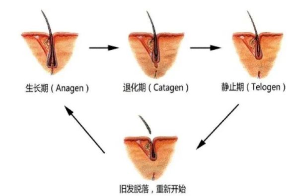 脱发的人可以植发吗？植发完之后还会脱发吗？